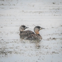 First record of White-backed Duck for the AGulhas Plain Project. Picture: Fraser Chrighton.